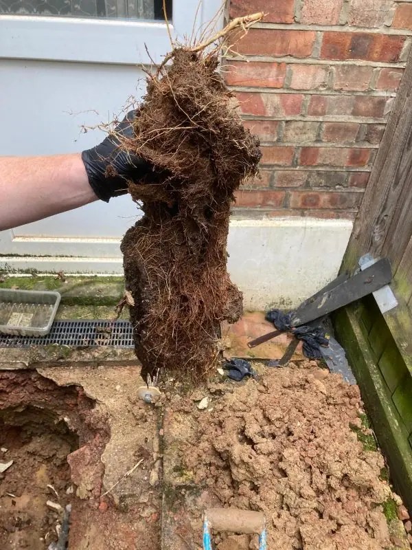 Root mass removed from a blocked drain